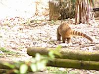 Coati - Nasua nasua (fam Procyonides) (2)